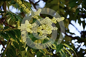 Tree branches with flowers of Rhus copallinum.