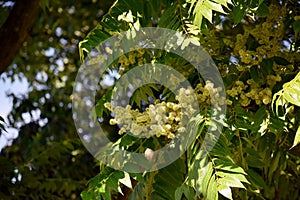 Tree branches with flowers of Rhus copallinum.