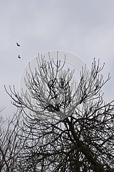 Tree branches flying birds