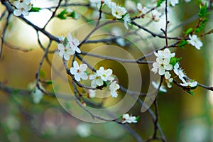 Tree branches foliage white flowers blooming April month spring time