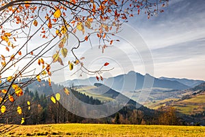 Tree branches in a foreground of autumn landscape