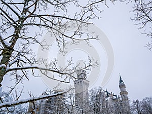 Tree branches in the foreground with neuschwanstein castle winter season snow.