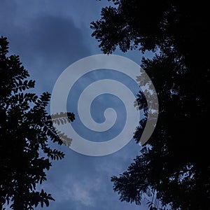 Tree branches frame a deepening evening sky