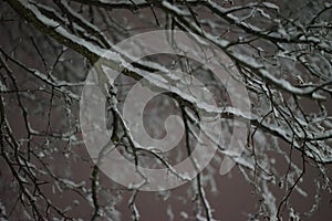 Tree branches freshly dusted with snow tonight.