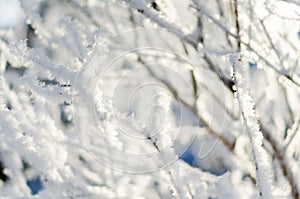 Tree branches in the frost in the winter orchard