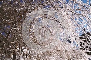 Tree branches frozen in the ice