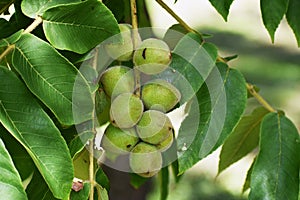 Tree branches with fruits of Juglans mandshurica.