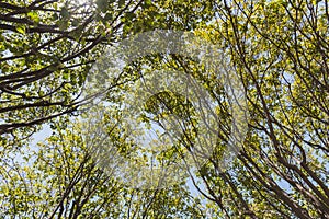 Tree branches full of leaves in spring, the green color predominates in the sky.