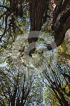 Tree branches full of leaves in spring, the green color predominates in the sky. photo