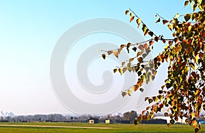 Tree branches with golden leaves, blue sky