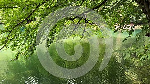 Tree branches with green leaves blown by wind reflecting in lake water surrounded by forest