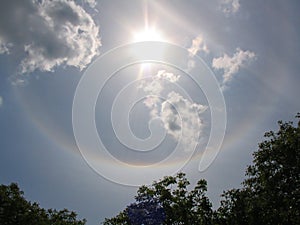 Tree Branches with Green Leaves and Blue Sky with Sun Halo