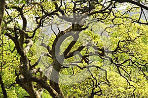 Tree branches with green leaves