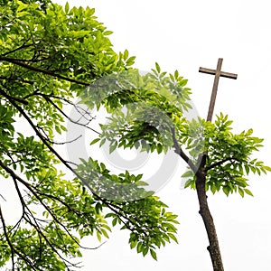 Tree branches with green leaves and holy cross isolated on white background photo