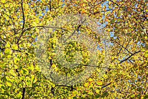 Tree Branches with green leaves l