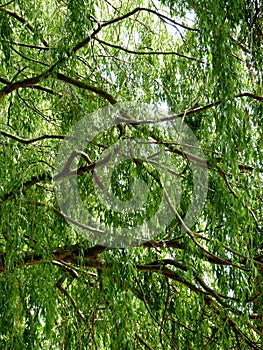 Tree Branches with Green Leaves