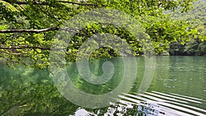 Tree branches with green leaves reflecting in lake water with light drops of rain surrounded by forest