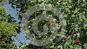 Tree branches with green leaves rustle on background of blue sky. Action. Beautiful and juicy green leaves on waving