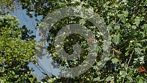 Tree branches with green leaves rustle on background of blue sky. Action. Beautiful and juicy green leaves on waving