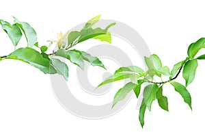 Tree Branches with Green Leaves and Yellow Flower of Magnolia champaca Isolated on White Background