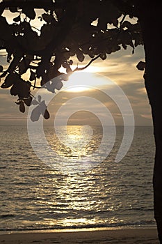 the tree branches hanging out with sunset sky background.