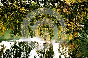 Tree branches hanging over lake