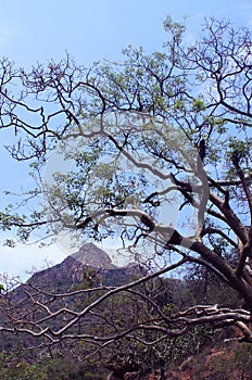 Tree branches with hill landscape