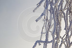Tree branches in hoarfrost