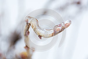Tree branches in ice waiting for spring