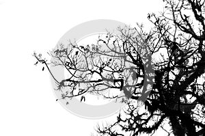 Tree branches isolated