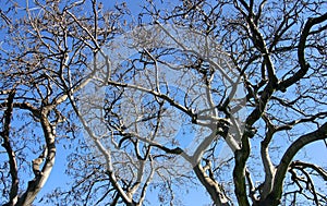 Un árbol contra cielo azul 