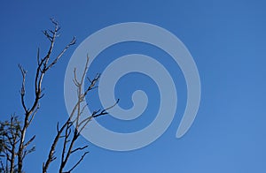 Tree Branches Isolated over Blue Sky