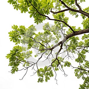 Tree branches isolated on white background