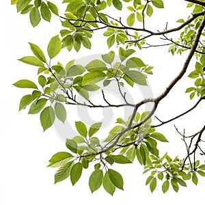 Tree branches isolated on white background photo