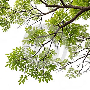 Tree branches isolated on white background