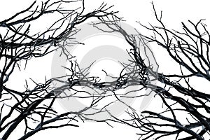 Tree branches isolated on white photo