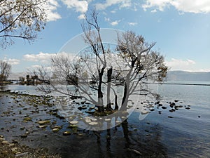 Tree branches and the lake under blue sky