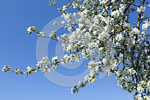 Tree Branches In Late Spring Blossom