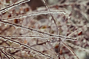 Tree branches with a layer of ice on it during freezing rain in winter, frostbite and environment, weather