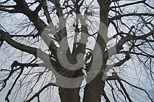 Tree branches leafless