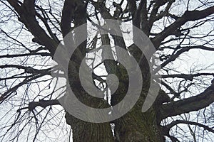 Tree branches leafless