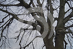 Tree branches leafless