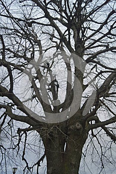 Tree branches leafless