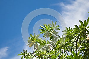 Tree branches and leaves against clear blue sky