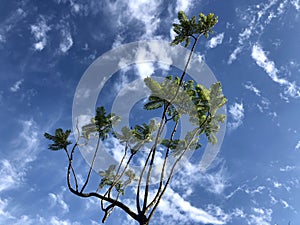 Tree with branches and leaves against the dramatic blue sky with clouds