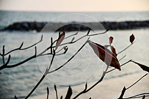 Tree branches and leaves at the beach in Thailand. Nature background.