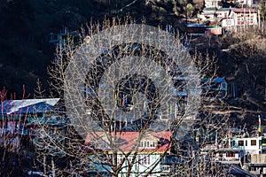 Tree branches without leaves in cold temperature in front of village at Lachen in North Sikkim, India