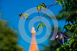 Tree branches and leaves