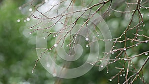 Tree branches without leaves in rain. Bare branches. Water drops. Falling rain
