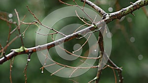 Tree branches without leaves in rain. Bare branches. Water drops. Falling rain